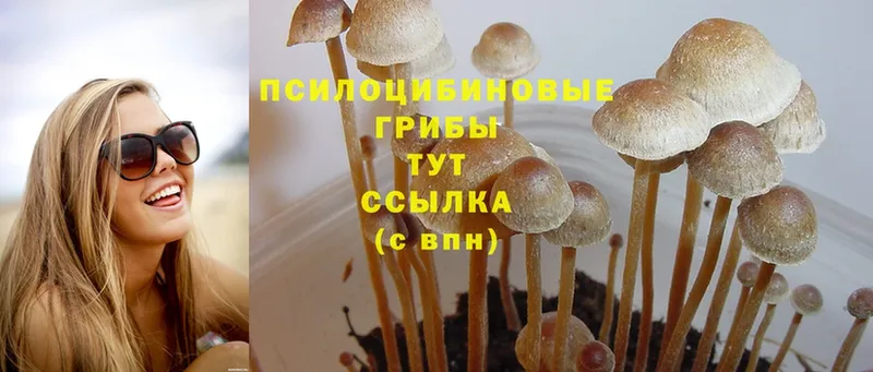 Галлюциногенные грибы Psilocybe  продажа наркотиков  Белово 